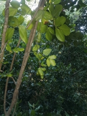 Lardizabala biternata