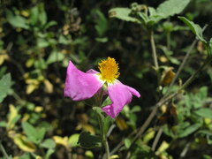 Cistus tauricus