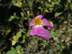 Cistus tauricus