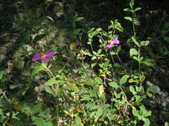 Cistus tauricus