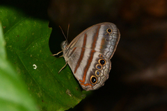 Cissia myncea