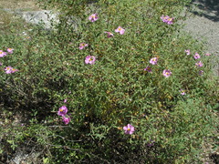 Cistus tauricus