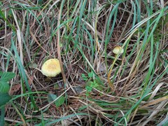 Tricholoma sulphureum
