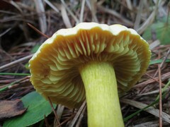 Tricholoma sulphureum