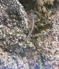 Sceloporus chrysostictus