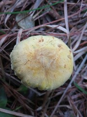Tricholoma sulphureum