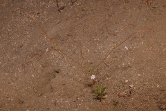 Eriogonum spergulinum