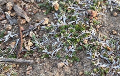 Selaginella cinerascens