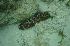 Holothuria mexicana