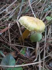 Tricholoma sulphureum