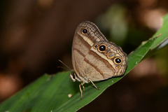 Cissia proba