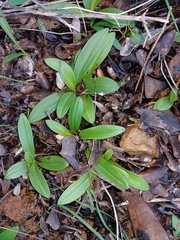 Ophrys bombyliflora