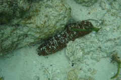 Holothuria mexicana