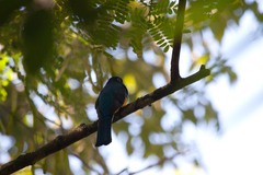 Trogon violaceus