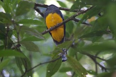 Trogon violaceus