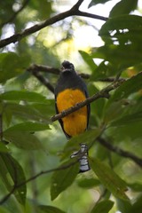 Trogon violaceus