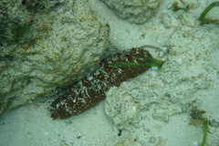 Holothuria mexicana