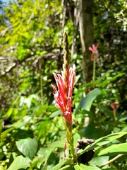 Aphelandra