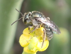 Lasioglossum viride