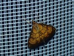 Ecpyrrhorrhoe rubiginalis