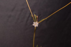 Eriogonum spergulinum