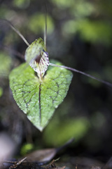 Corybas acuminatus