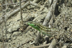 Lacerta strigata