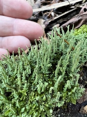 Cladonia subradiata