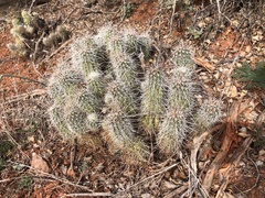 Echinocereus engelmannii fasciculatus