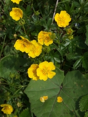Potentilla aurea