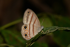 Cissia terrestris