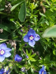 Veronica fruticans