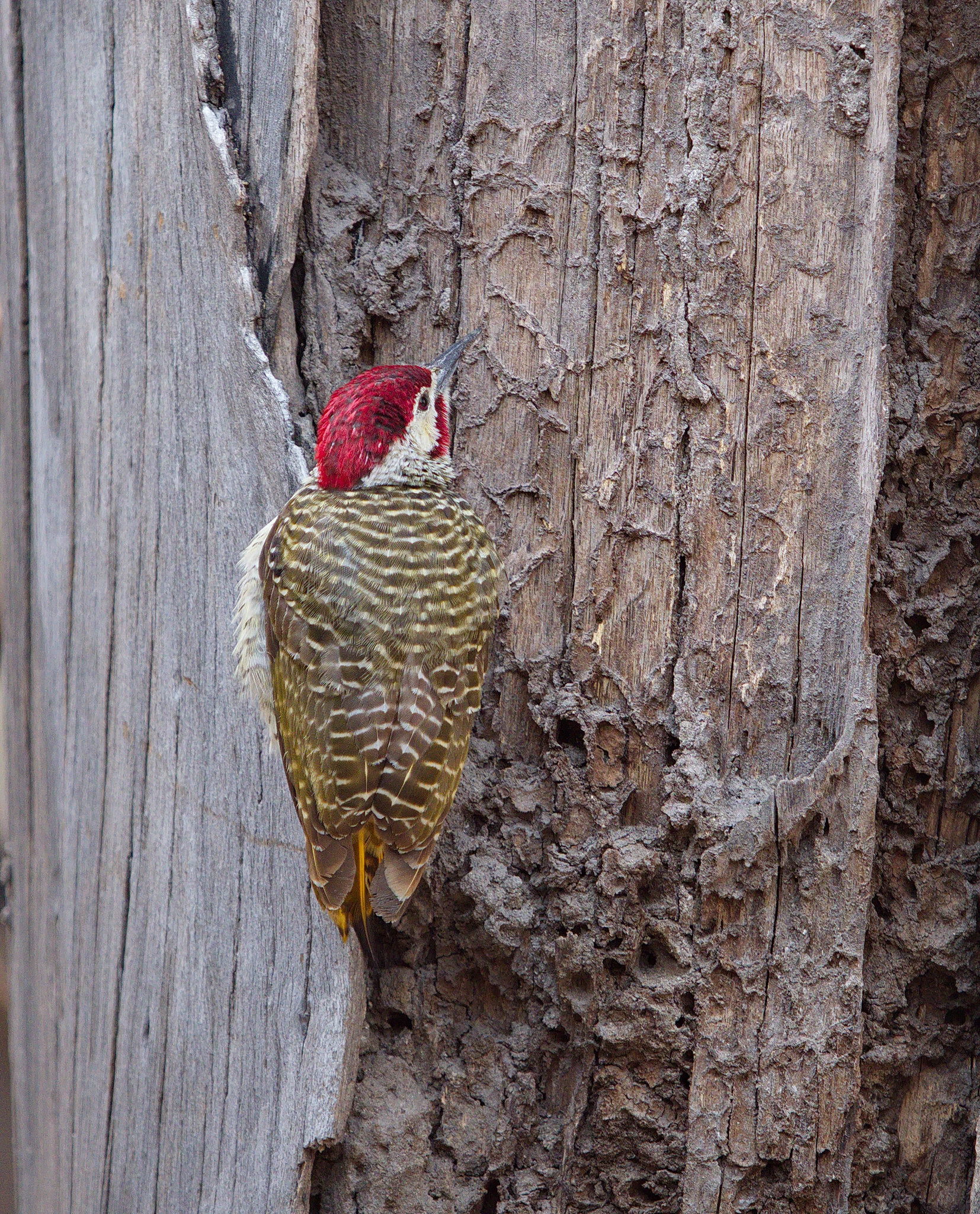 Bennett's Woodpecker (Campethera bennettii)