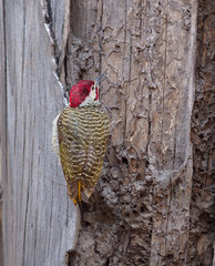 Campethera bennettii