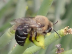 Colletes dimidiatus
