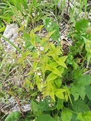 Veronica urticifolia