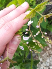 Veronica urticifolia