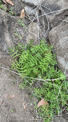 Pholistoma membranaceum