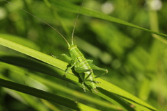 Tettigonia