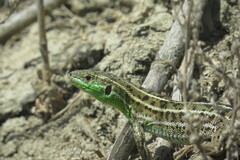 Lacerta strigata