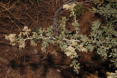Ceanothus cordulatus