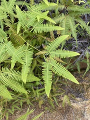 Gleichenella pectinata