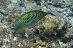 Acanthurus lineatus
