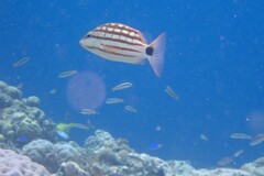 Lutjanus decussatus
