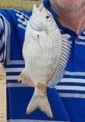 Acanthopagrus australis