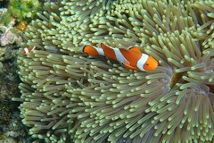 Heteractis magnifica