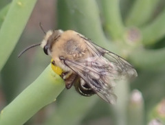 Colletes dimidiatus