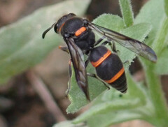 Ancistrocerus haematodes