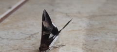 Melipotis fasciolaris