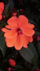 Impatiens hawkeri